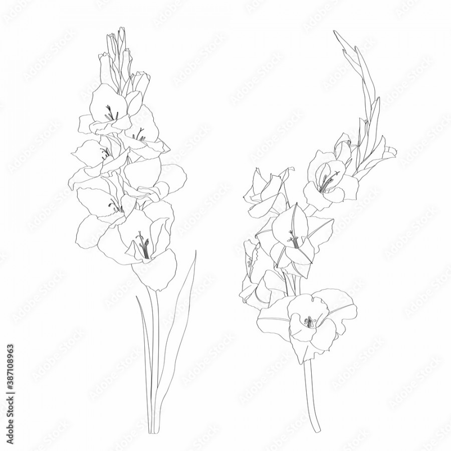 Black and white line-art image of a flower gladiolus