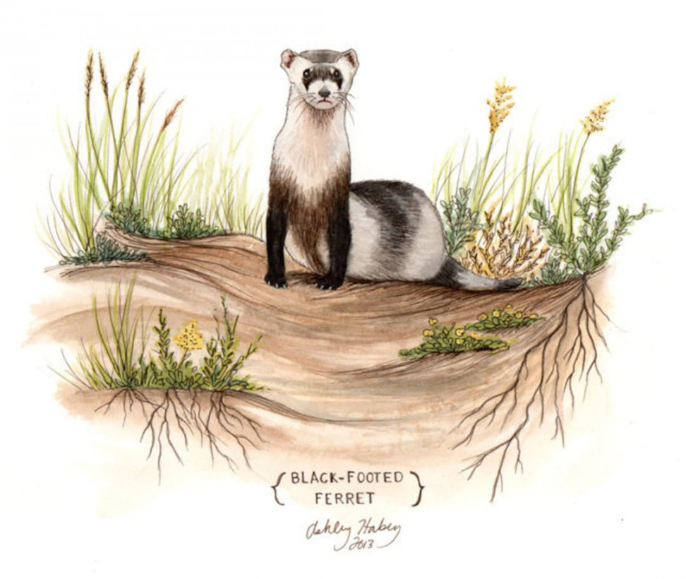 Black-footed Ferret Painting - Etsy