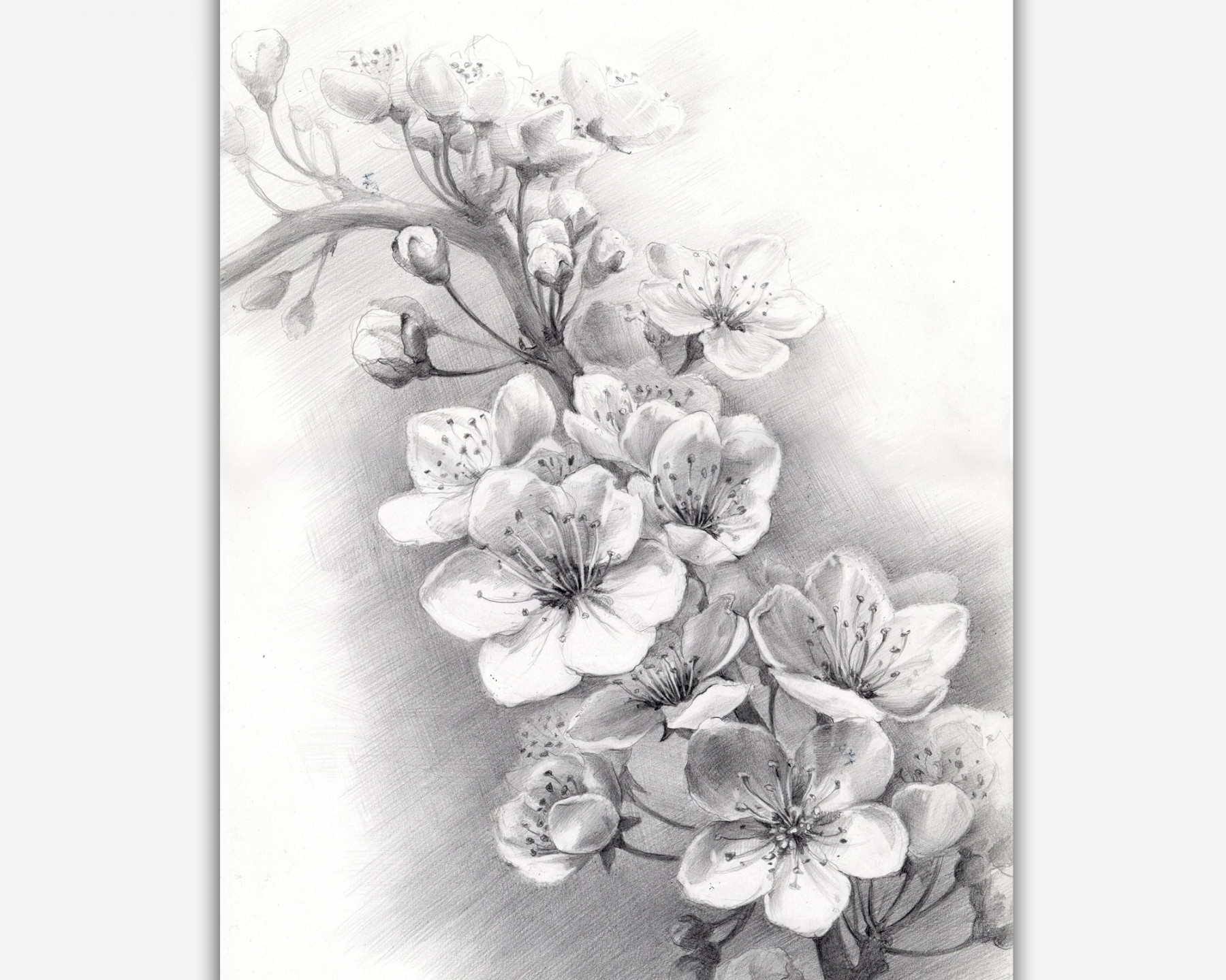 Blossom cherry branch. Realistic pencil drawing