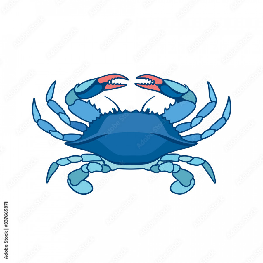 Blue Crab on a white background in watercolor style