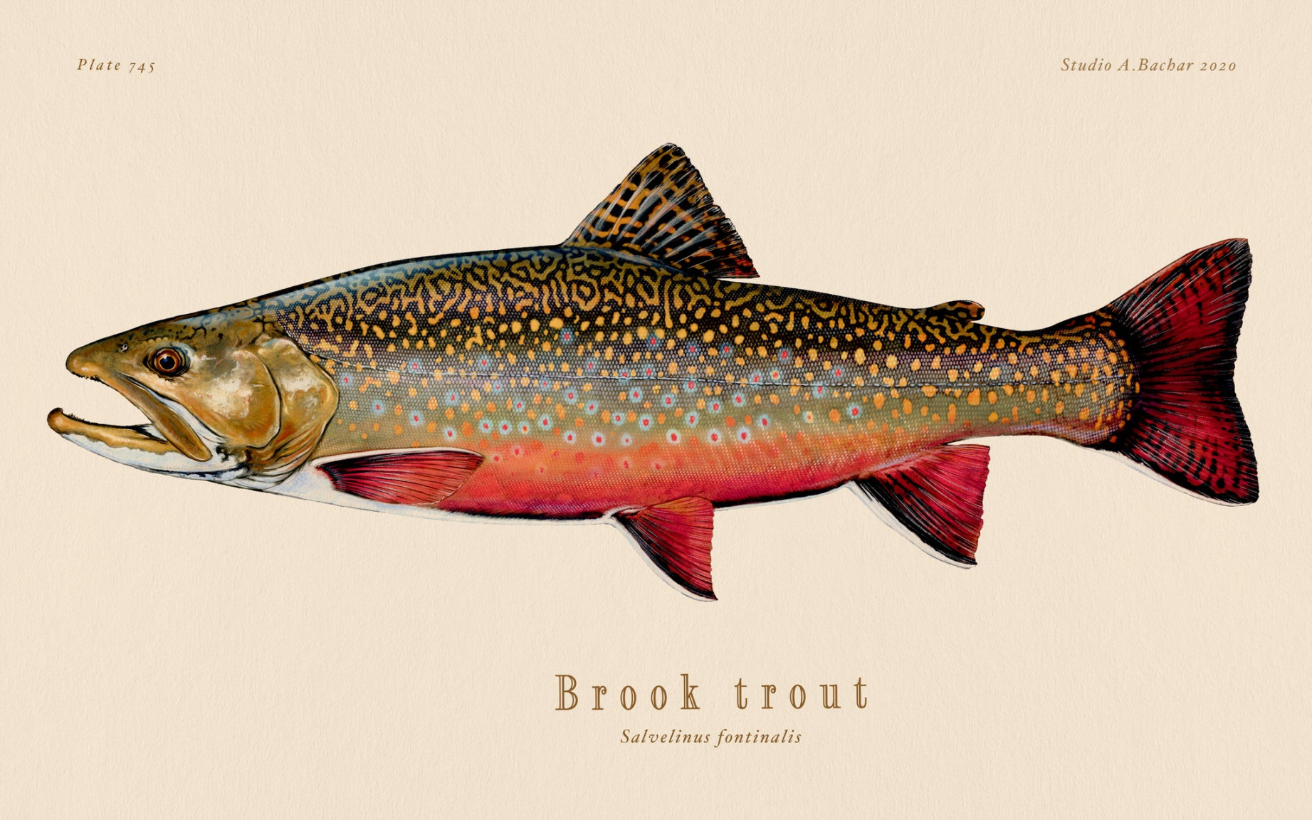 Brook Trout Illustration