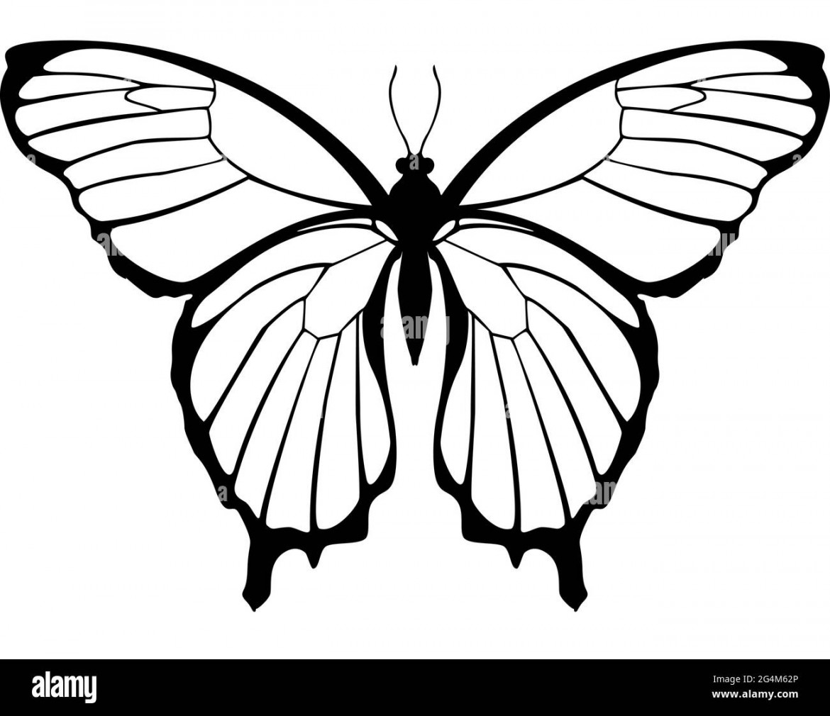 Butterfly black and white illustration symmetrical top view Stock