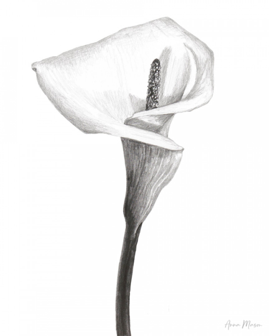 Calla Lily – Anna Mason Art