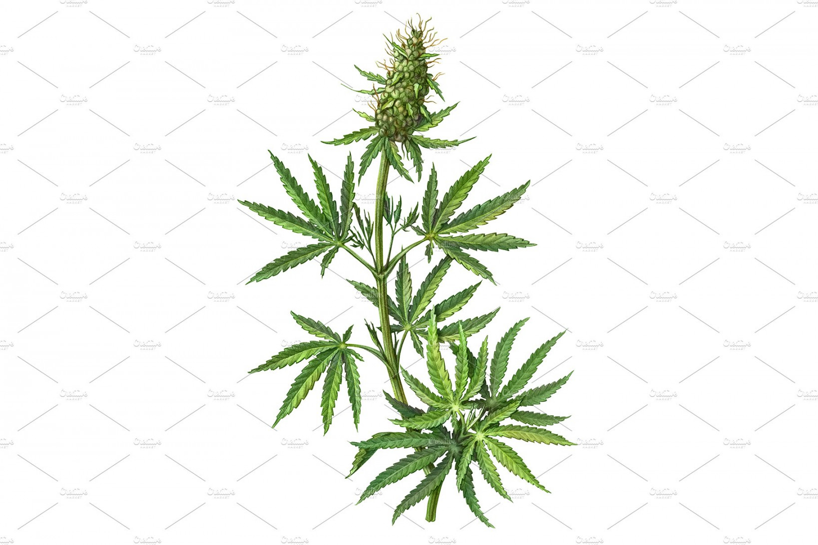 Cannabis Plant Drawing Isolated – MasterBundles