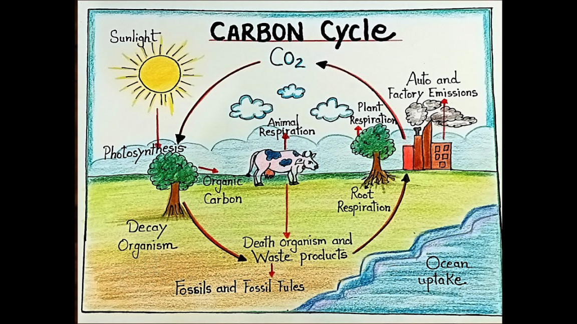 Carbon Cycle diagram drawing step by step/how to draw carbon cycle diagram  for projects