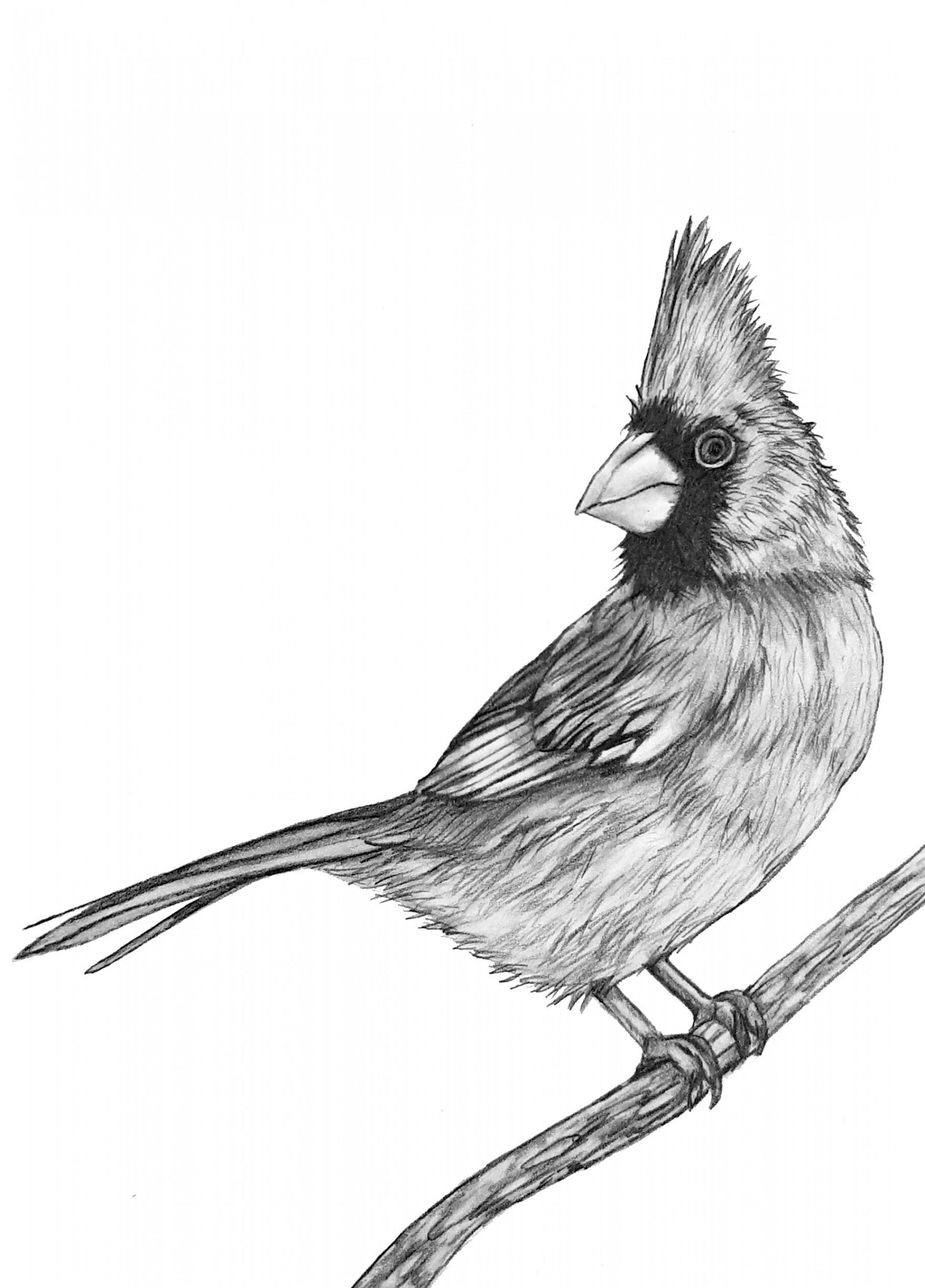 Cardinal Bird Drawing Pencil Art  - Etsy India