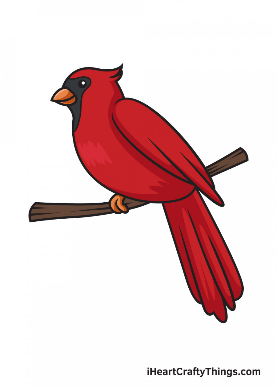 Cardinal Drawing - How To Draw A Cardinal Step By Step