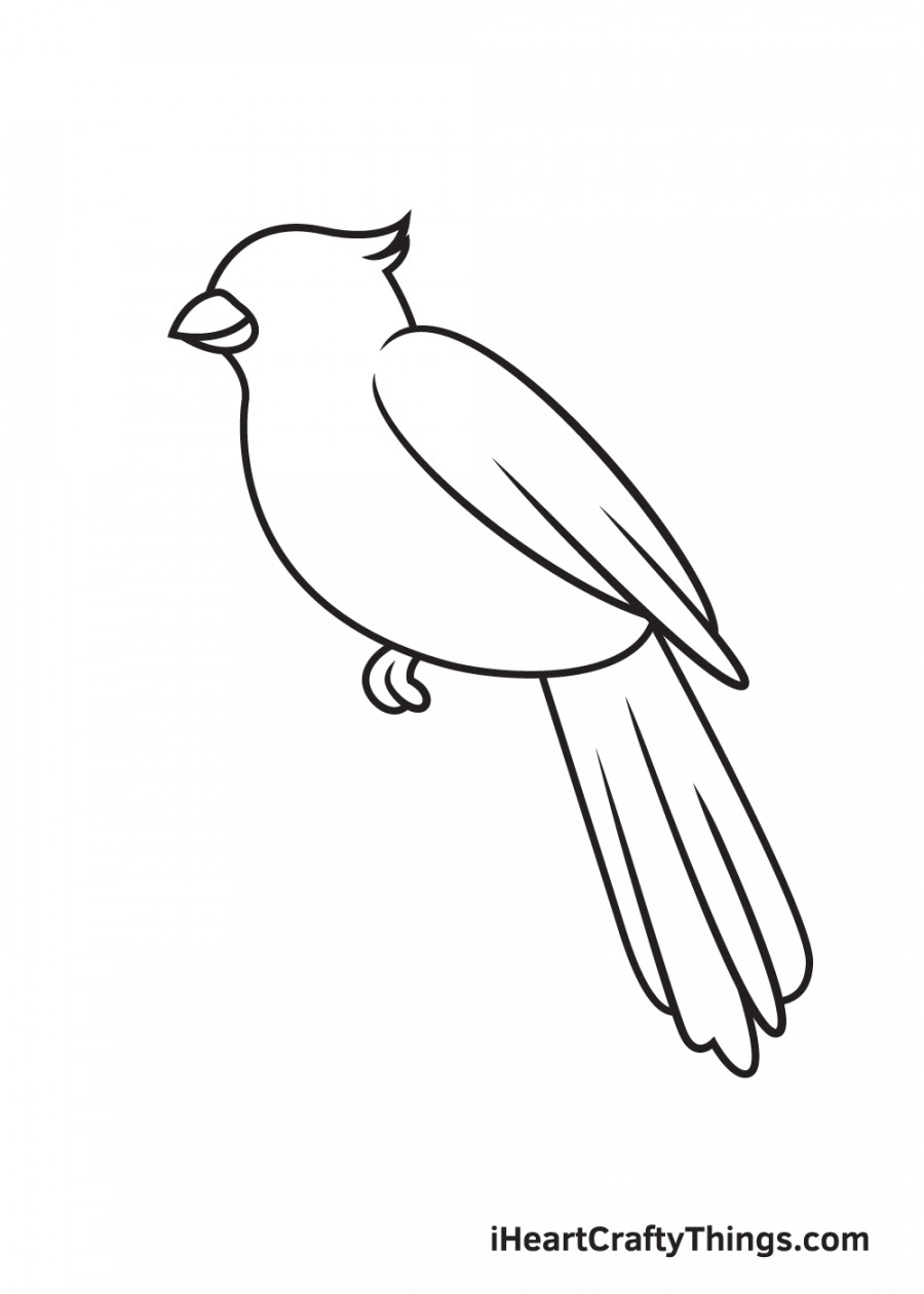 Cardinal Drawing - How To Draw A Cardinal Step By Step