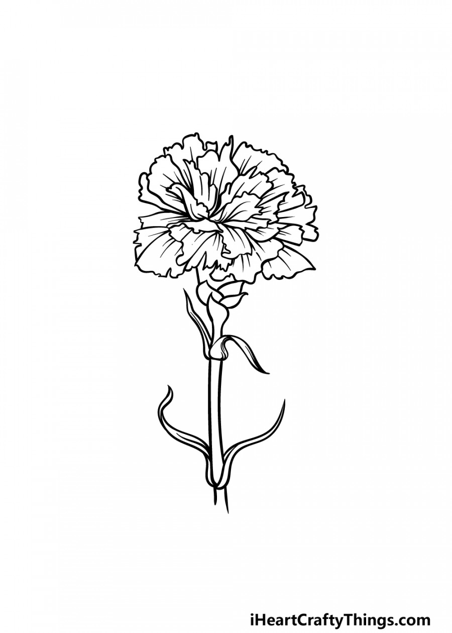 Carnation Drawing - How To Draw A Carnation Step By Step