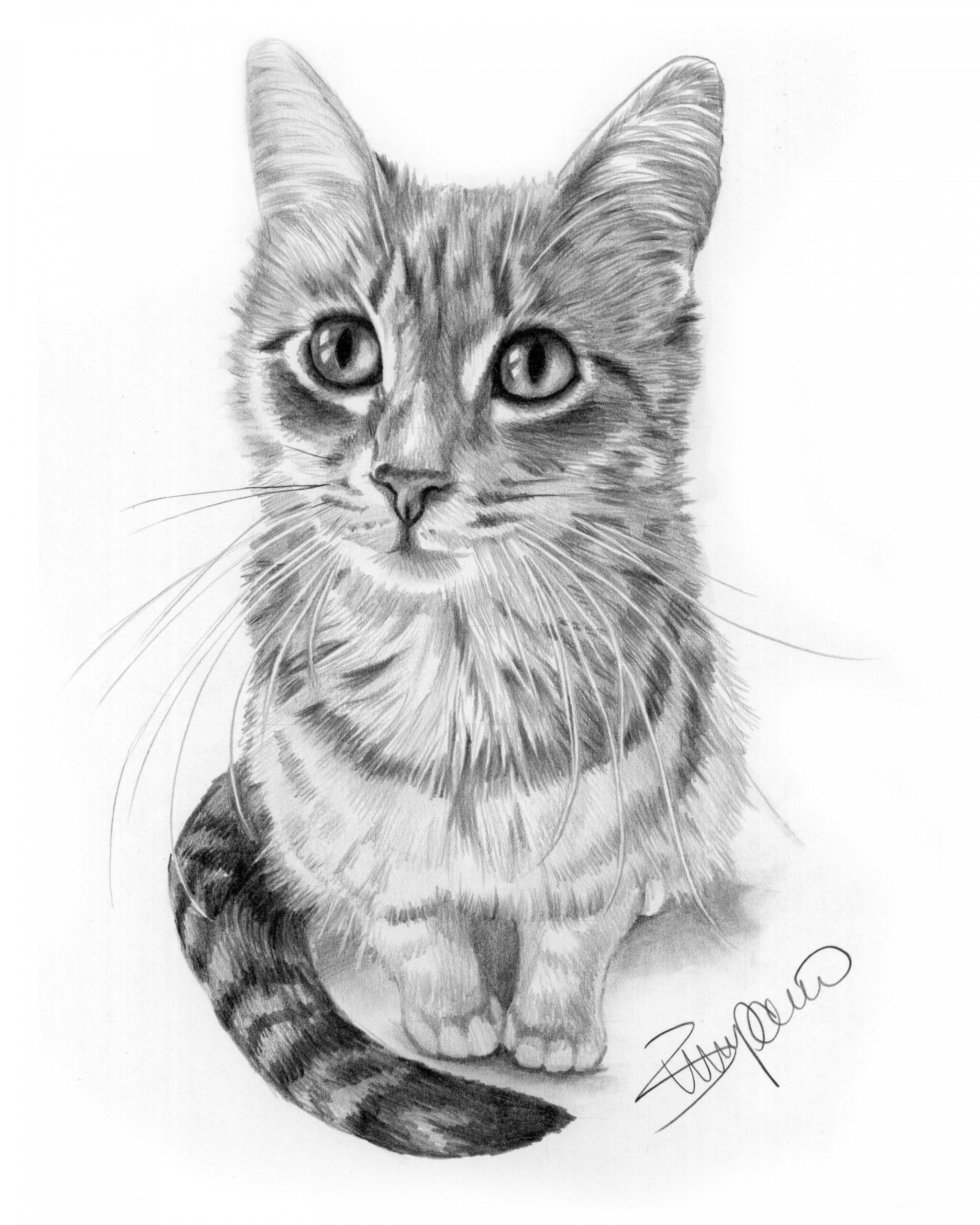 Cat pencil drawing by Wendy Zumpano www.pencilportraitcards