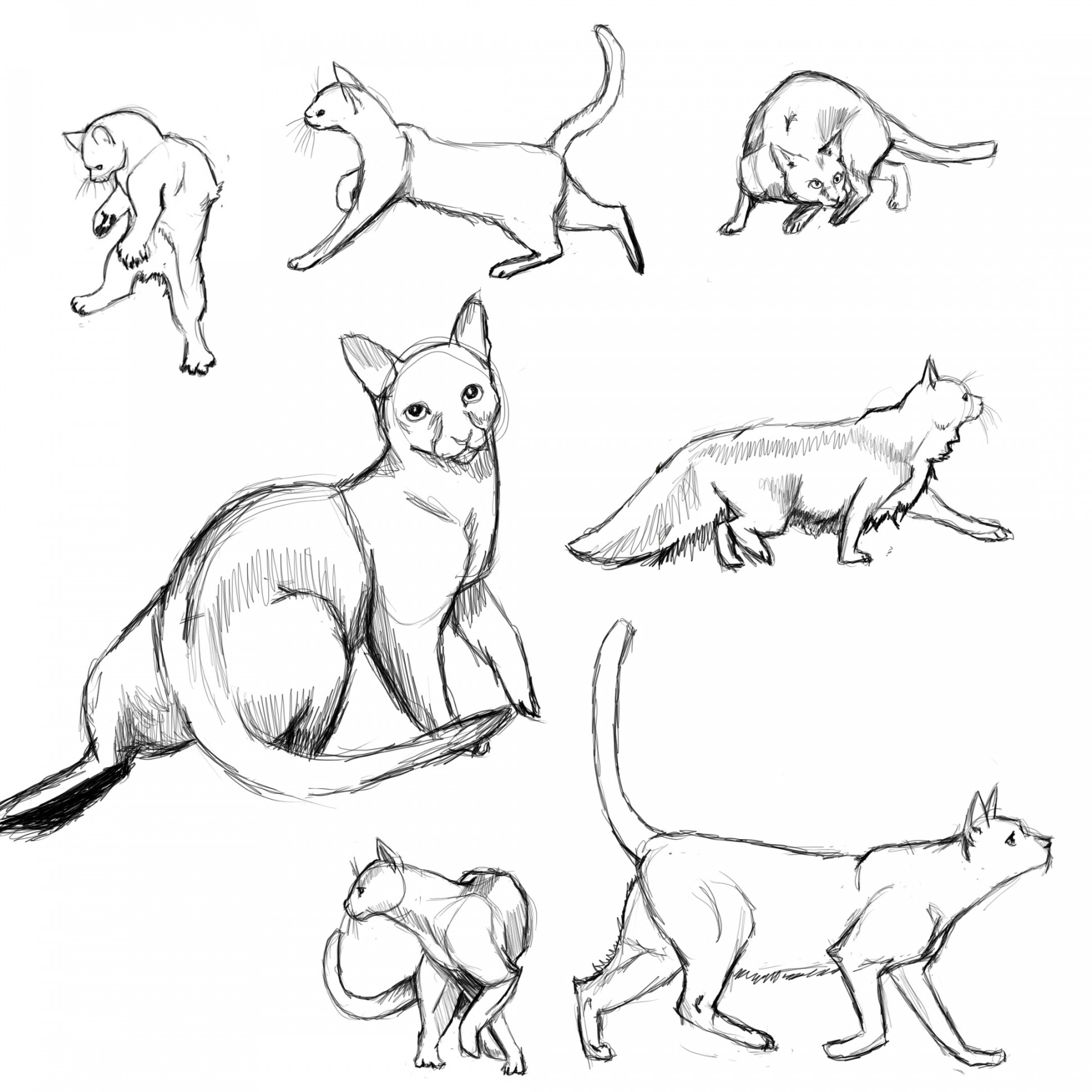 Cat Poses: study by FlameFoxe on DeviantArt