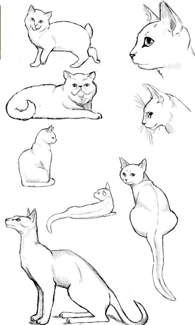 Cat Poses: Study   Cats art drawing, Cat drawing, Cat sketch