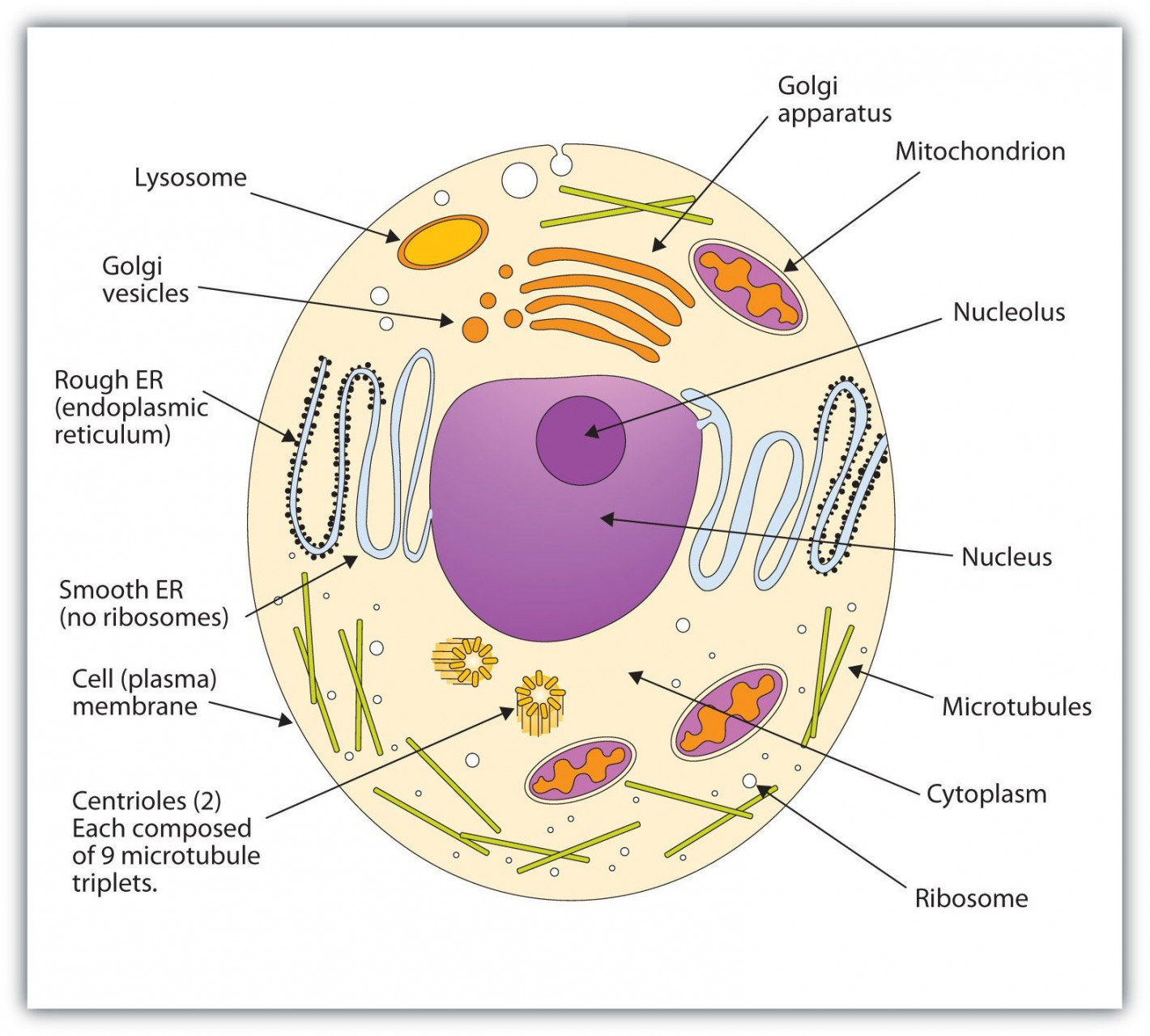 cell structure  Human cell diagram, Cell diagram, Animal cell drawing