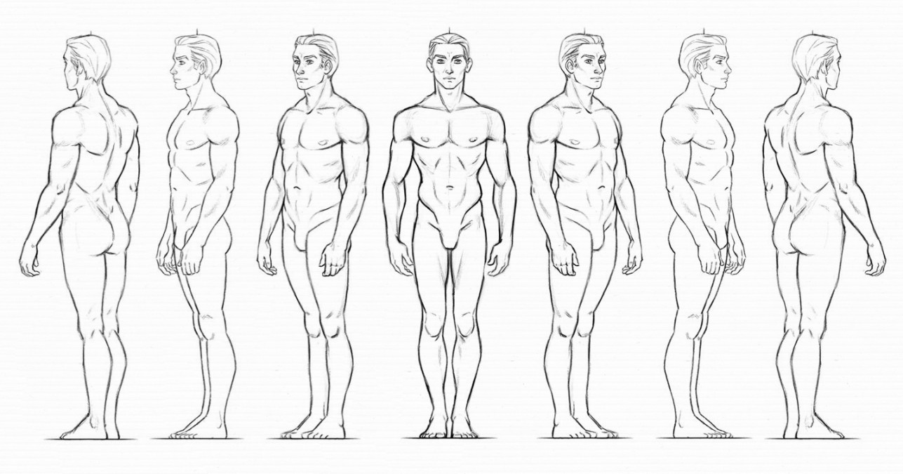 Character Anatomy  Male