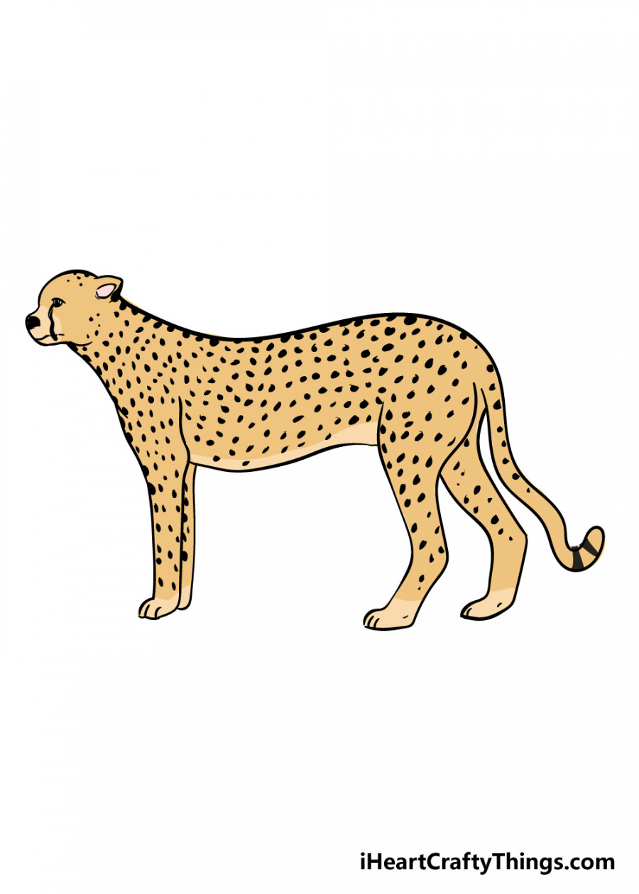 Cheetah Drawing - How To Draw A Cheetah Step By Step