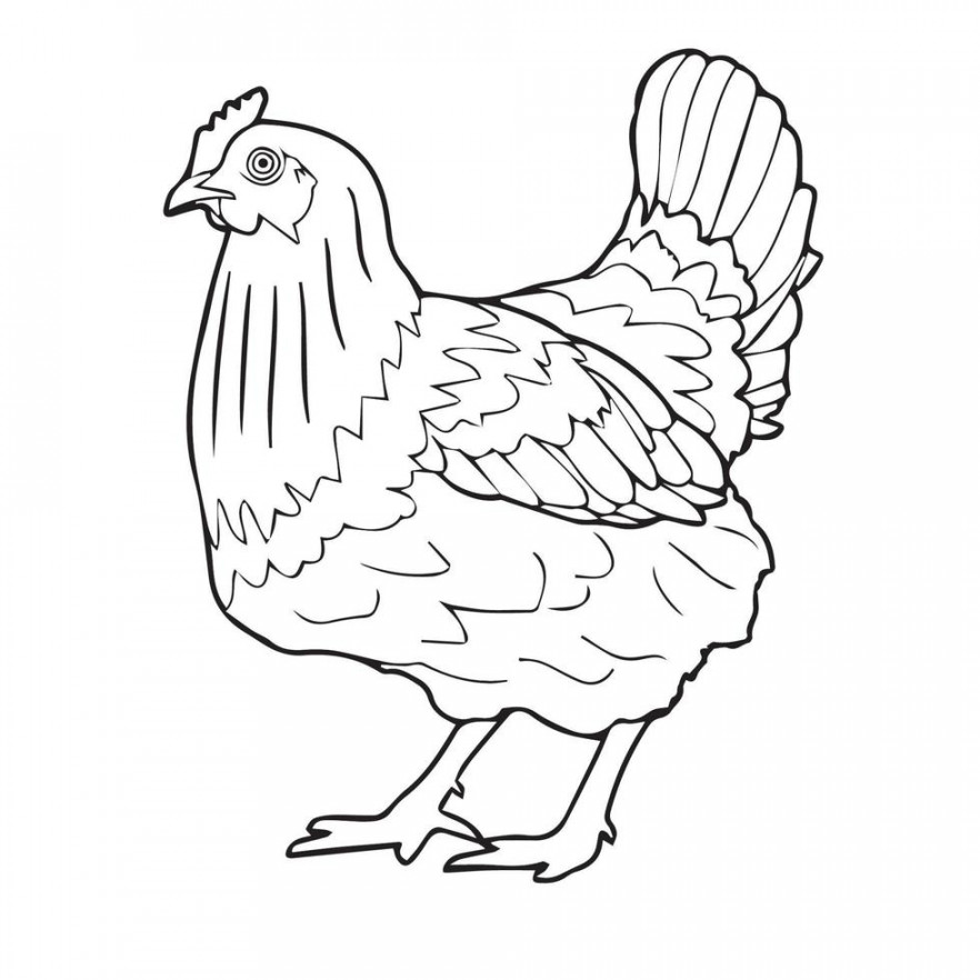 Chicken line art  Vector Art at Vecteezy