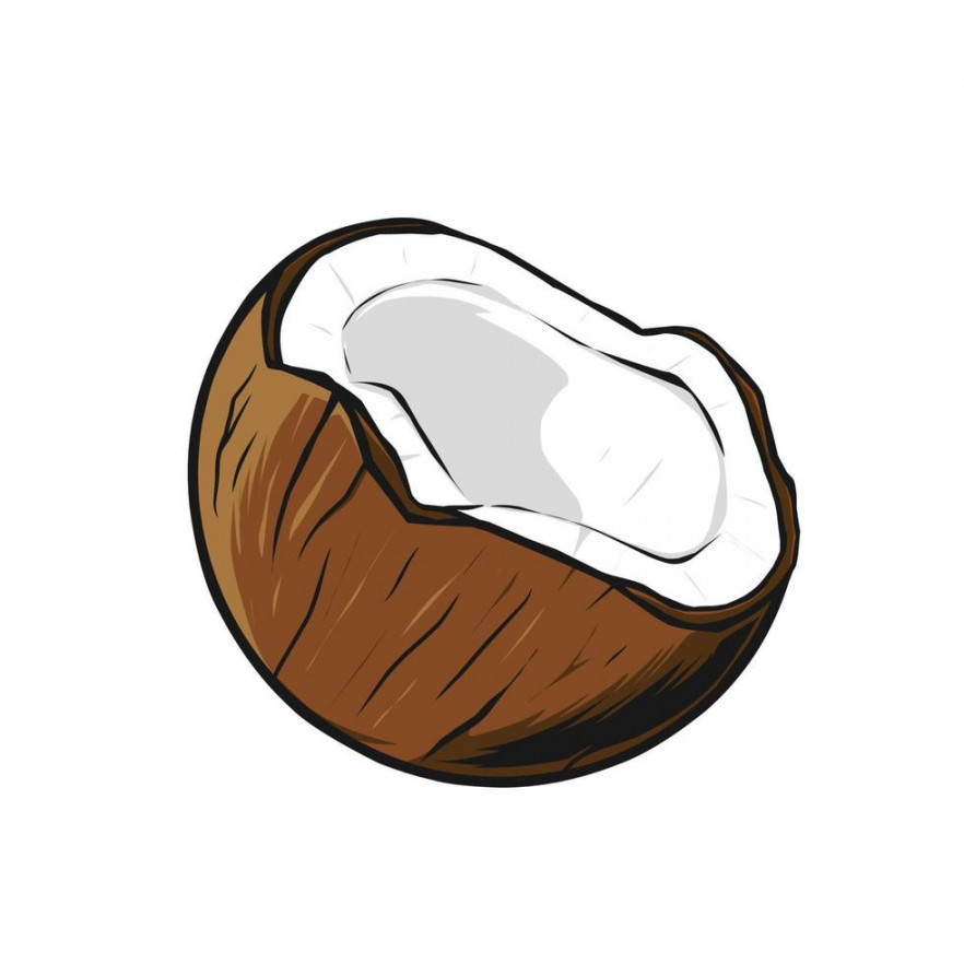 coconut vector drawing  Vector Art at Vecteezy