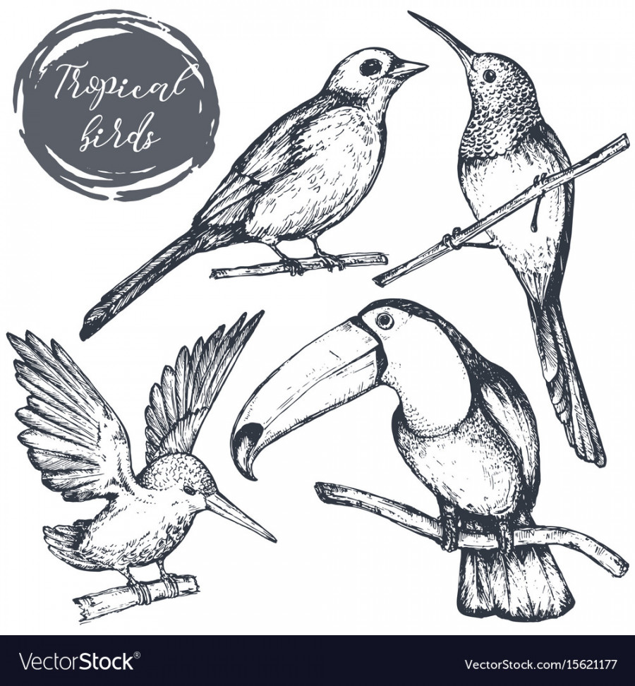 Collection of sketch exotic tropical birds Vector Image