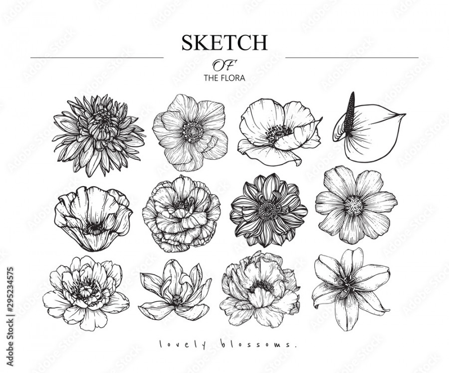 Collection set of flower and leaves drawing illustration