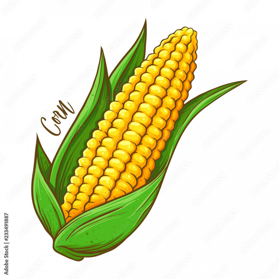 Corn On The Cob Vegetable Hand Drawing Stock-Vektorgrafik  Adobe