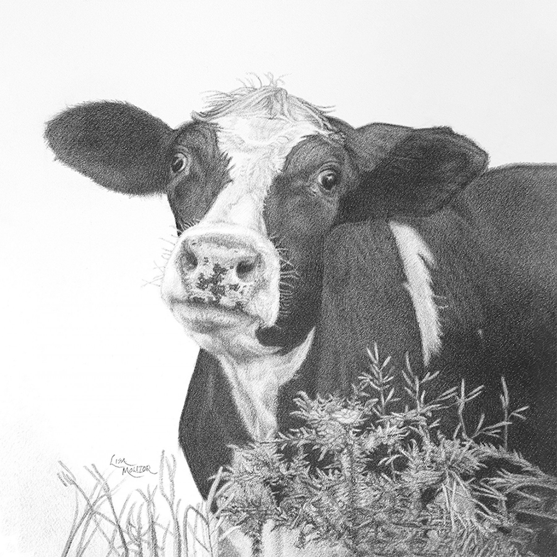 Cow Pencil Drawing, Cow Art Print, Holstein Cow Pencil Drawing