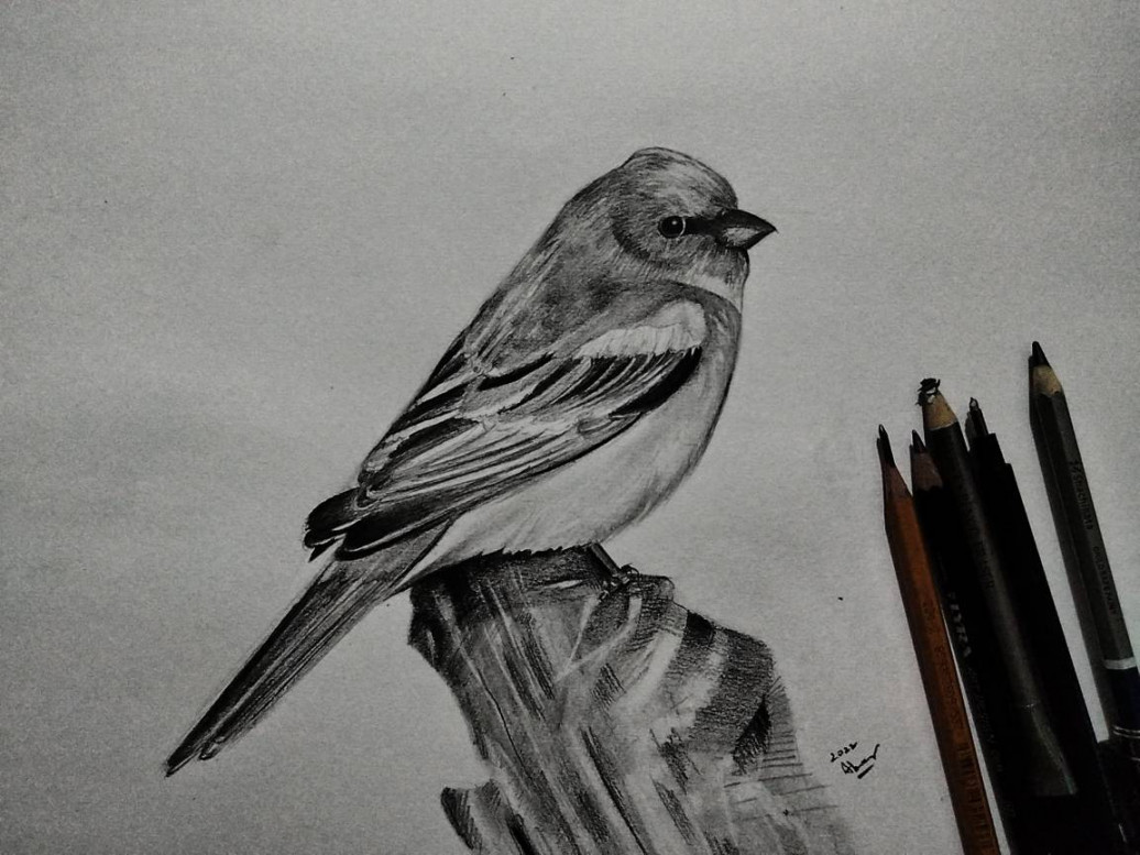 Cute bird pencil drawing !! by ABEERRCREATES on DeviantArt