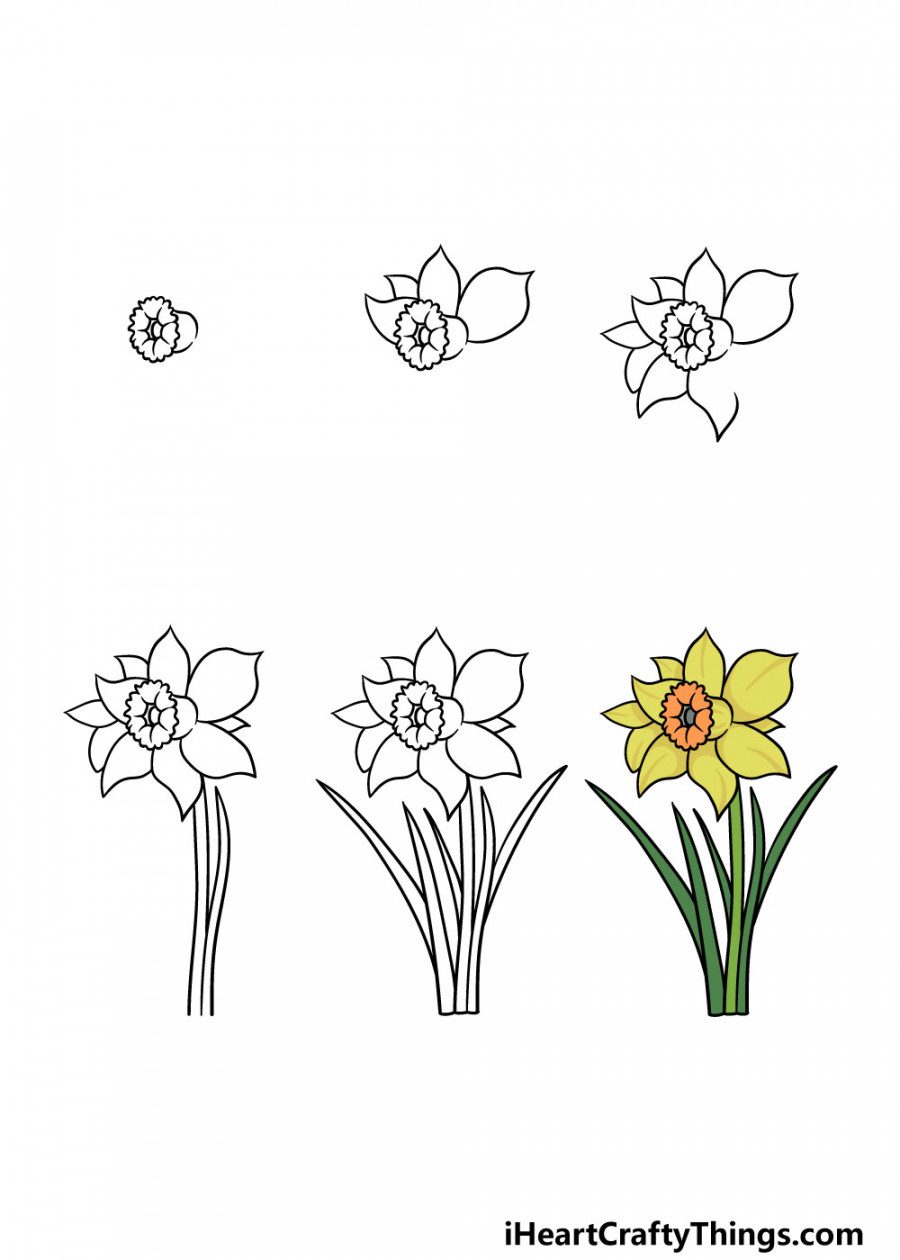 Daffodil Drawing - How To Draw A Daffodil Step By Step