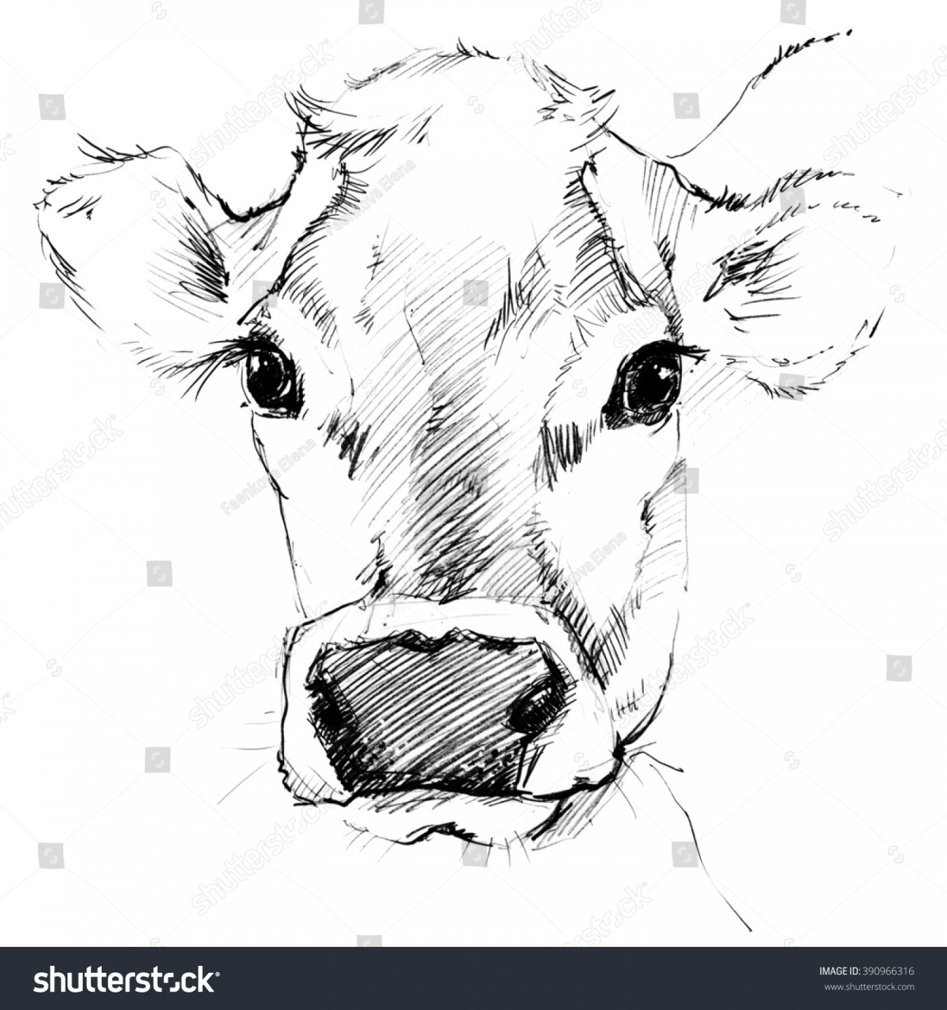 Dairy Cow Pencil Sketch Animal Farm: Stockillustration