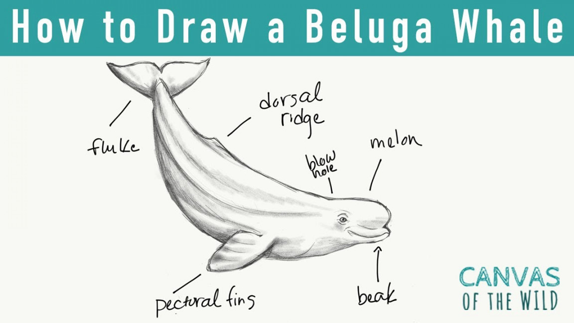 Day : How to Draw a Beluga Whale