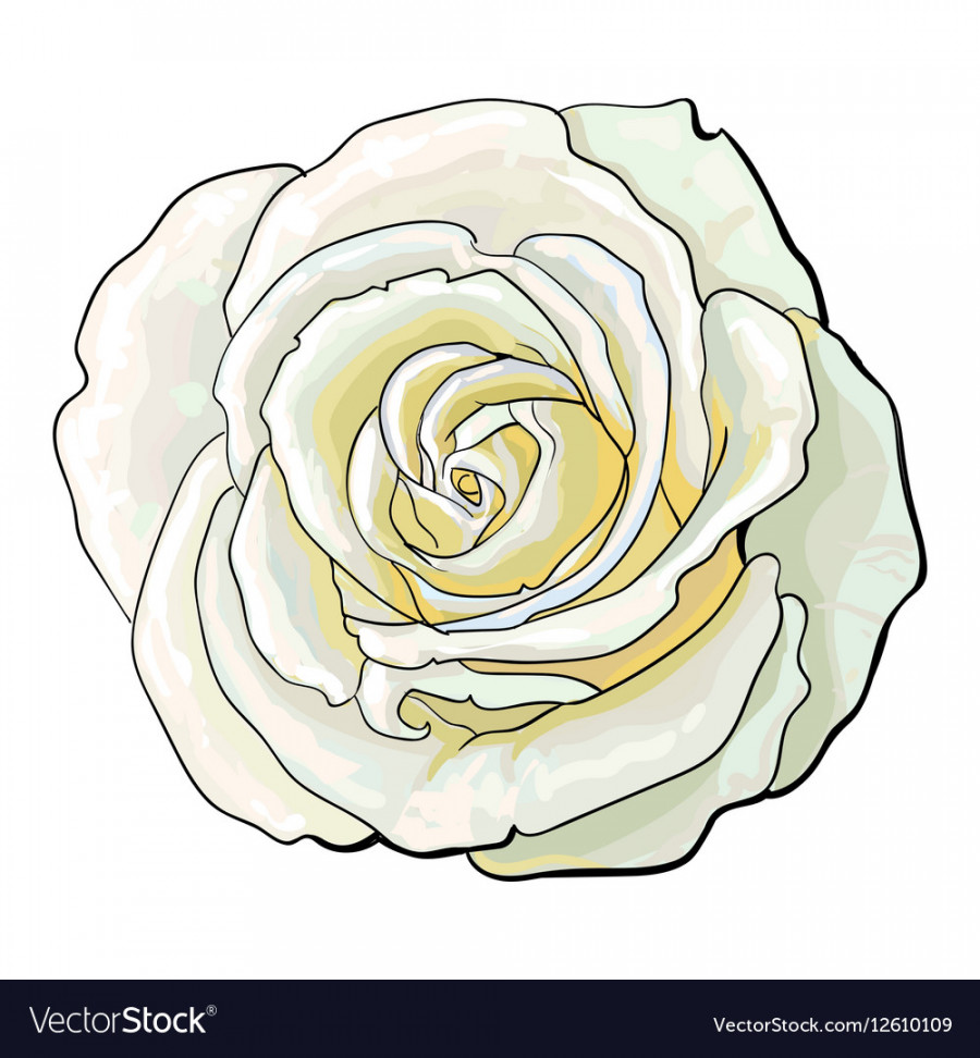 Deep white rose top view isolated sketch Vector Image