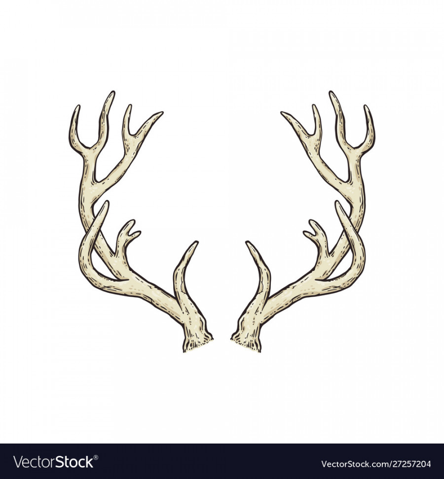 Deer antlers drawing isolated on white background Vector Image