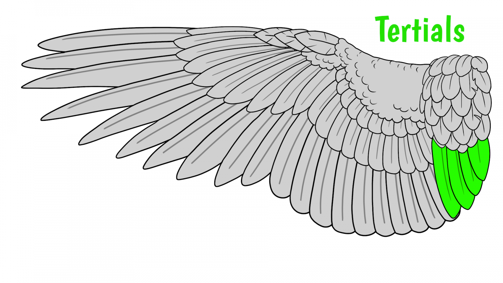 Digital Art Tips“ #: Gefiederte Flügel: Ein Zeichen-Tutorial