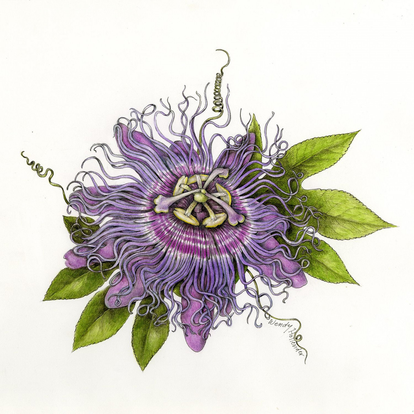 Discover the Artistry of Botanical Illustration