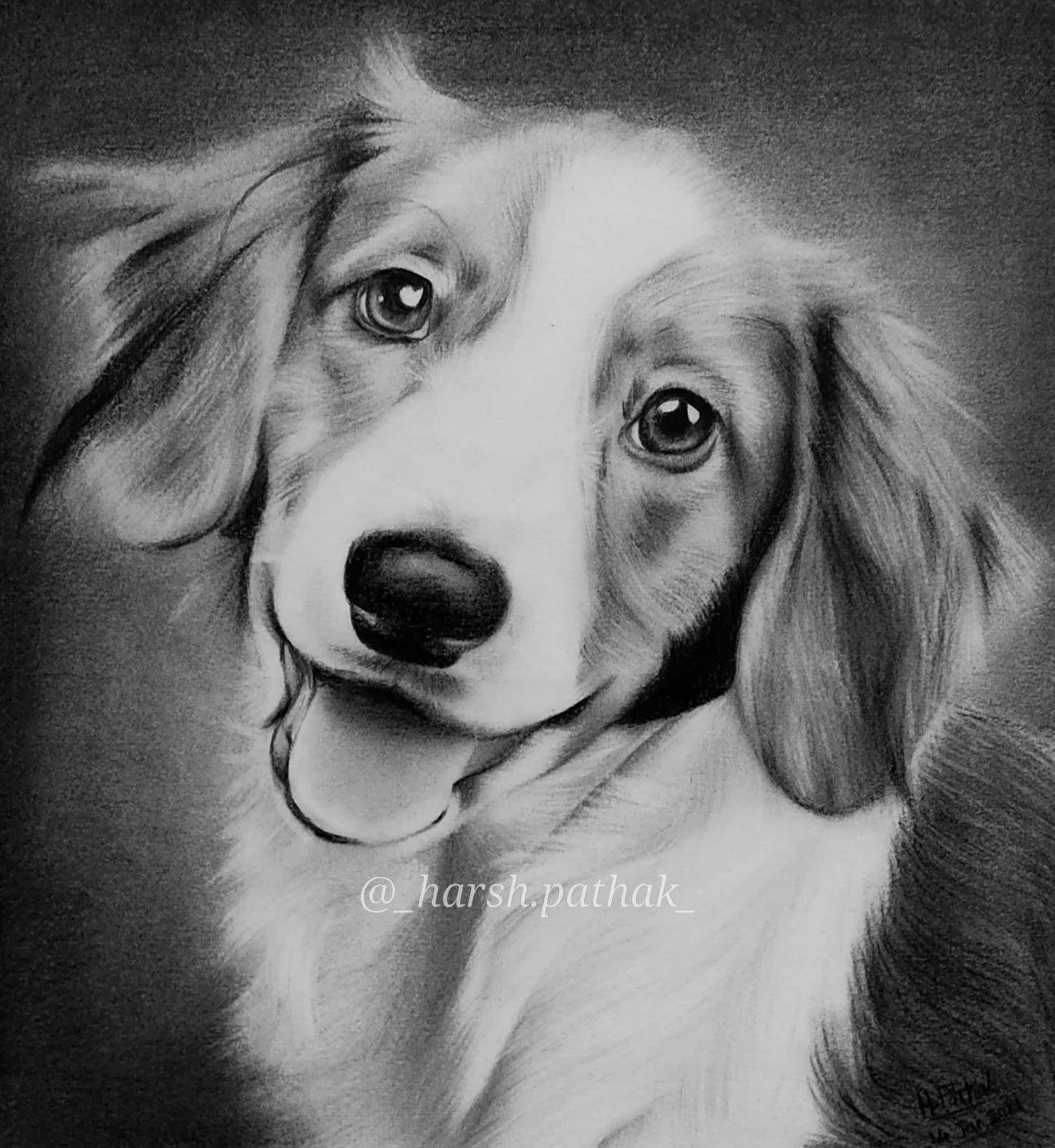 do realistic pet portrait drawing with pencil