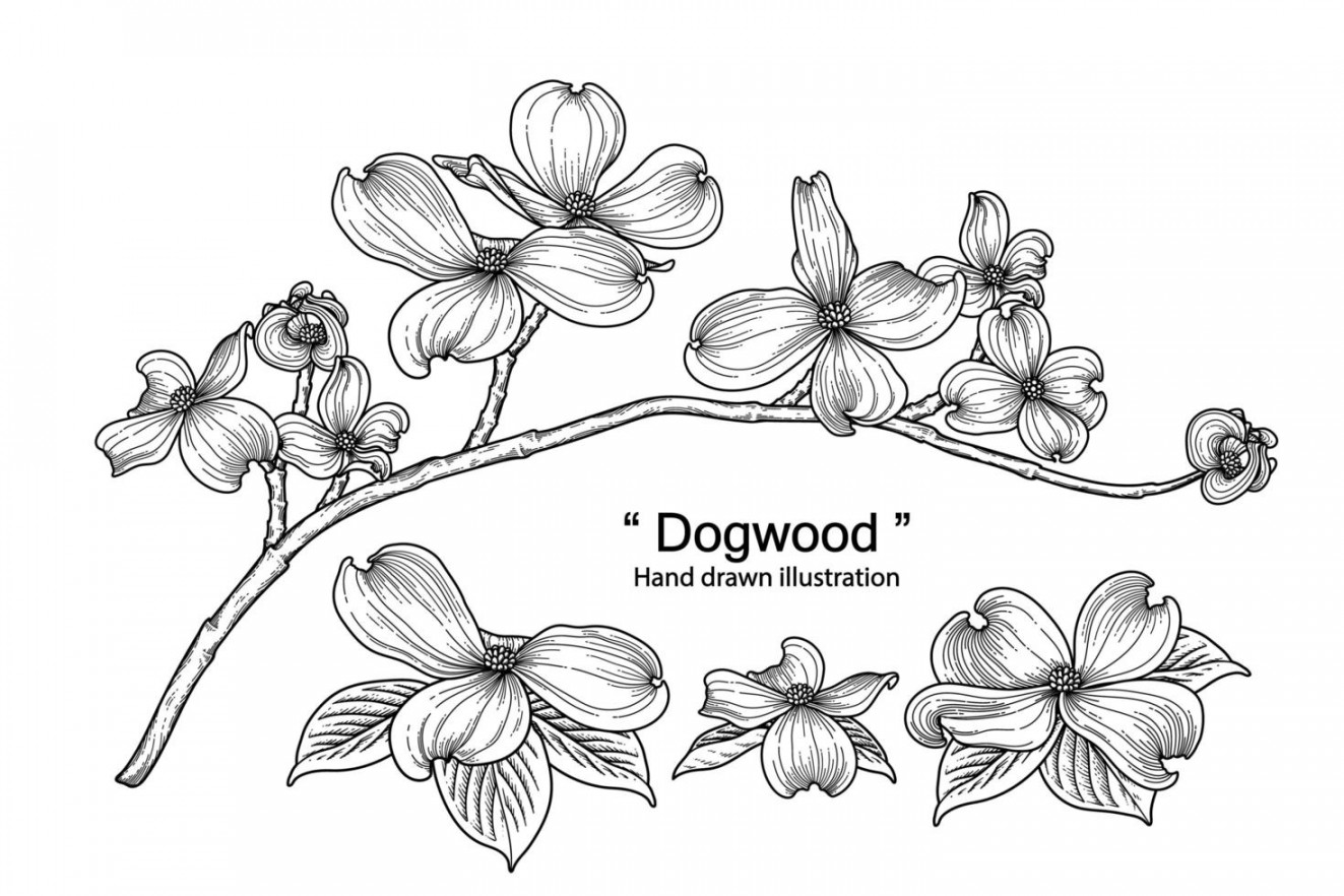 dogwood flower drawings