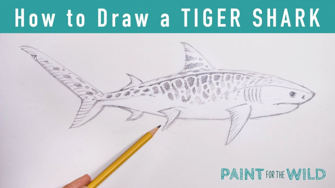 Draw a Tiger Shark in  Minutes