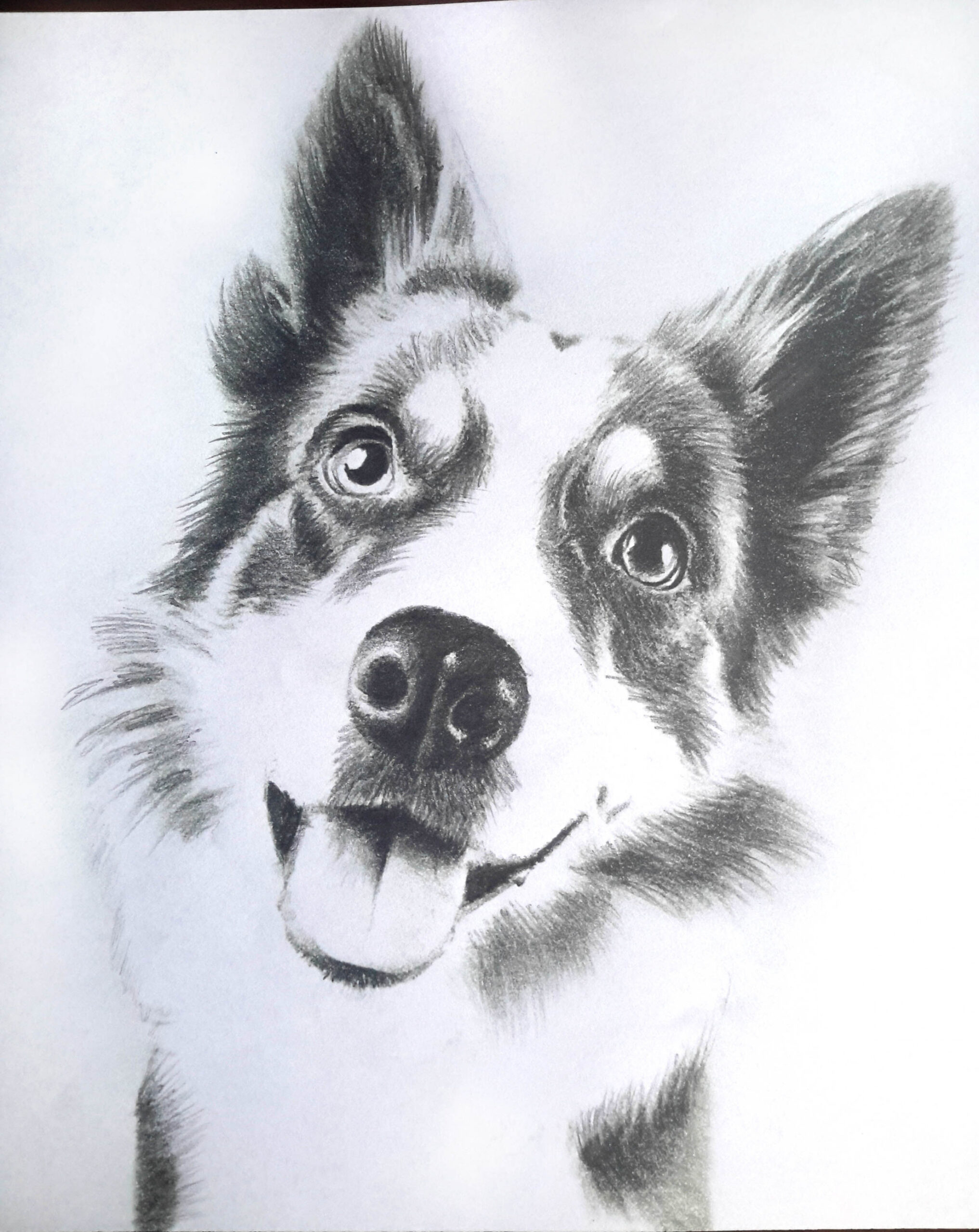 draw realistic pencil portrait of your cat ,dog or any pet