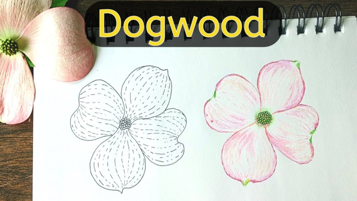 Drawing a dogwood flower with ink and colored pencils STEP-BY-STEP  Spring  Flower Doodles!