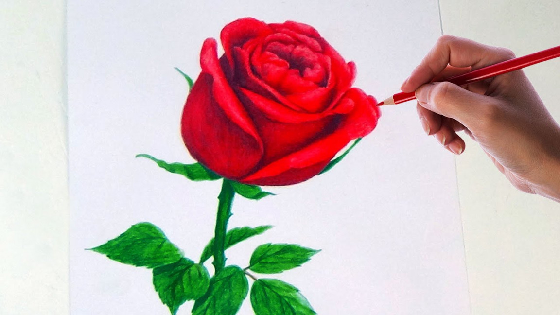 Drawing A Rose Flower With Simple Colored Pencils