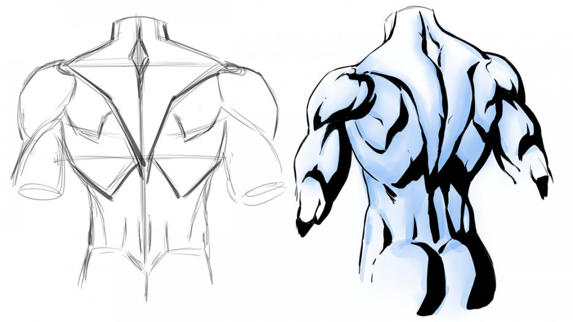 Drawing Back Muscles by robertmarzullo on DeviantArt