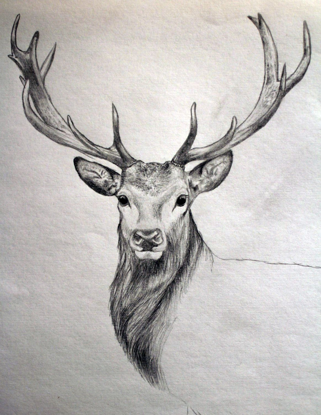 drawing #deer #realistic #painting #animal #stag #art  Animal