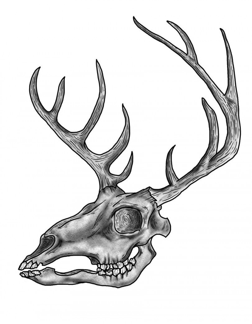 Drawings Of Deer Skulls  Free Download Clip Art  Free Clip Art