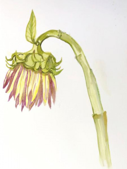 Drooping Flower - Diana Blackwell Fine Art