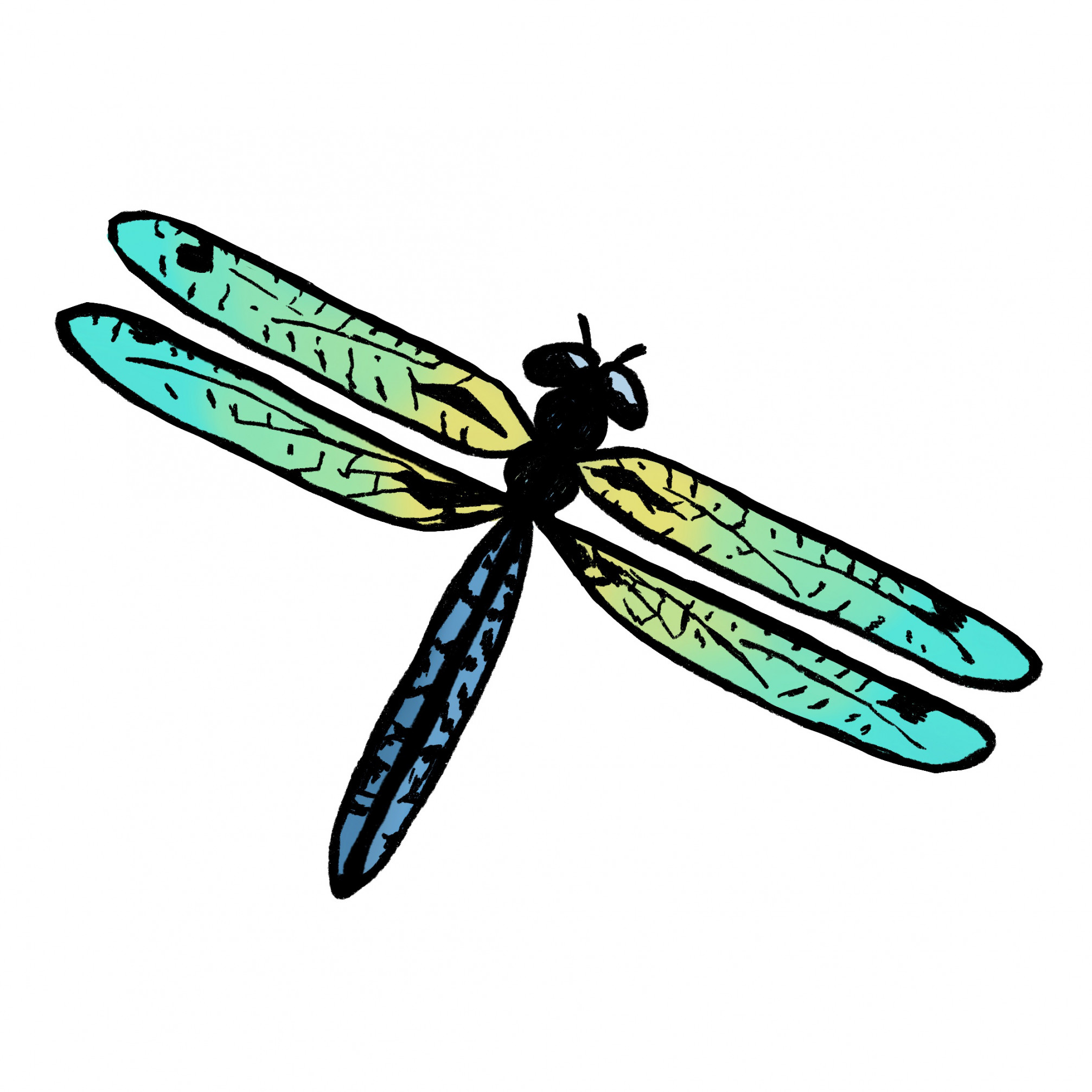 Easy Dragonfly Drawing: ( Steps)! - The Graphics Fairy