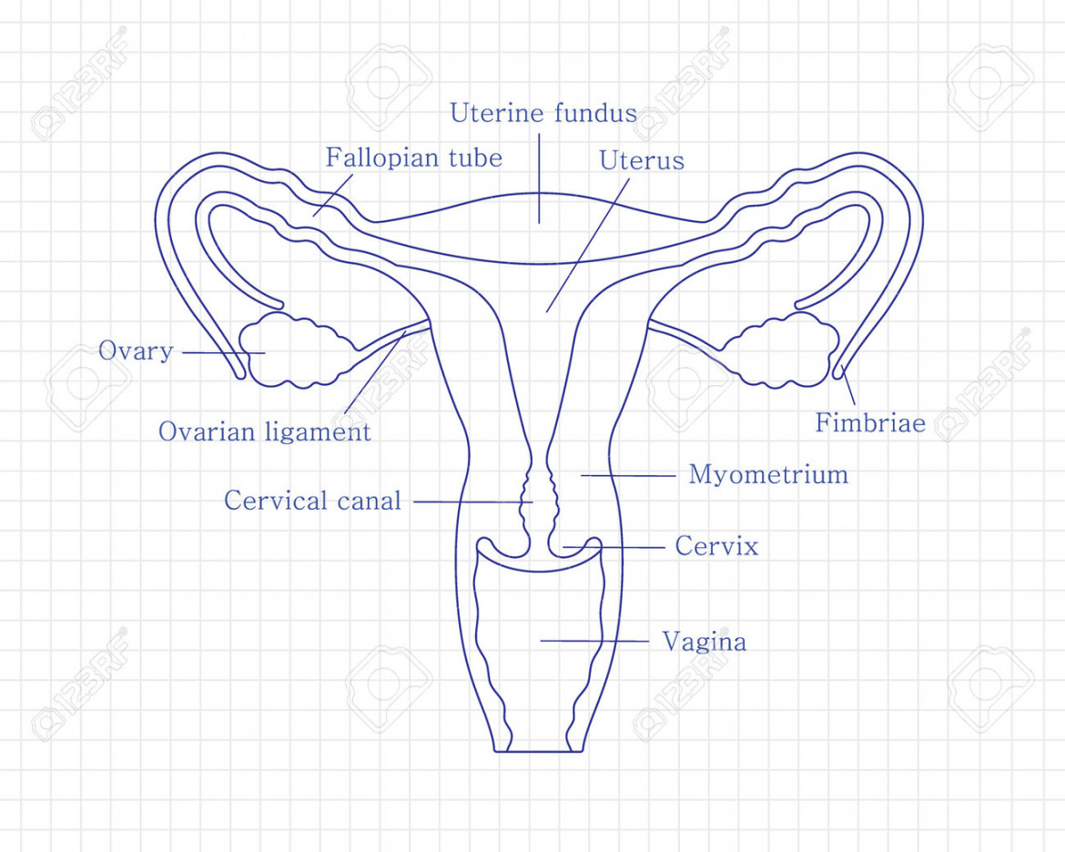 Female Reproductive System With Cut-away View