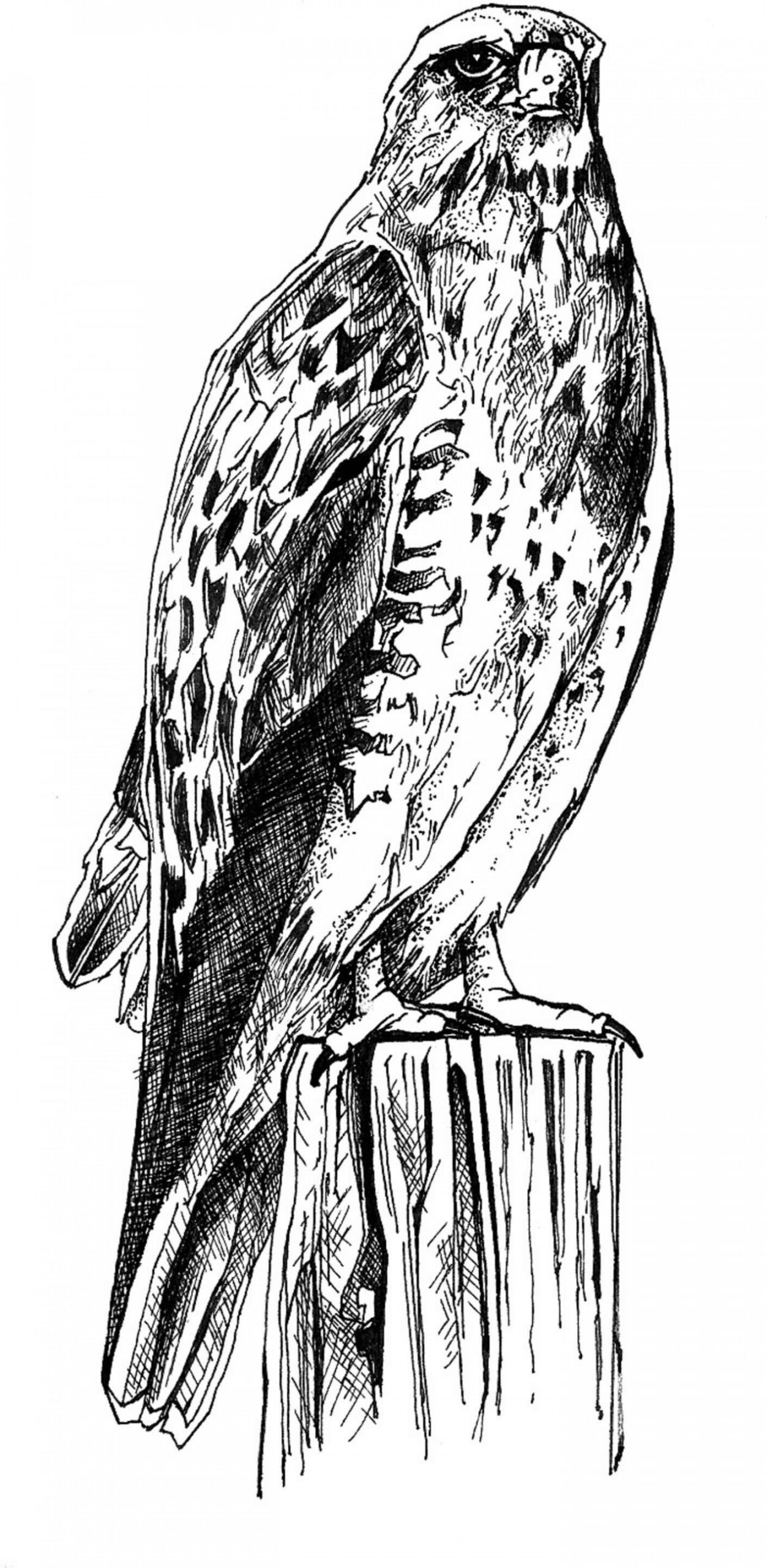 File:Black and white line art drawing of bird body