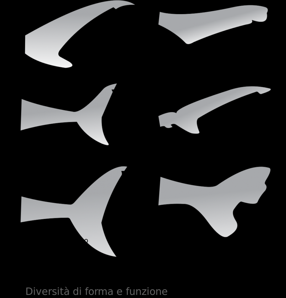 File:Shark Tail shapes-it