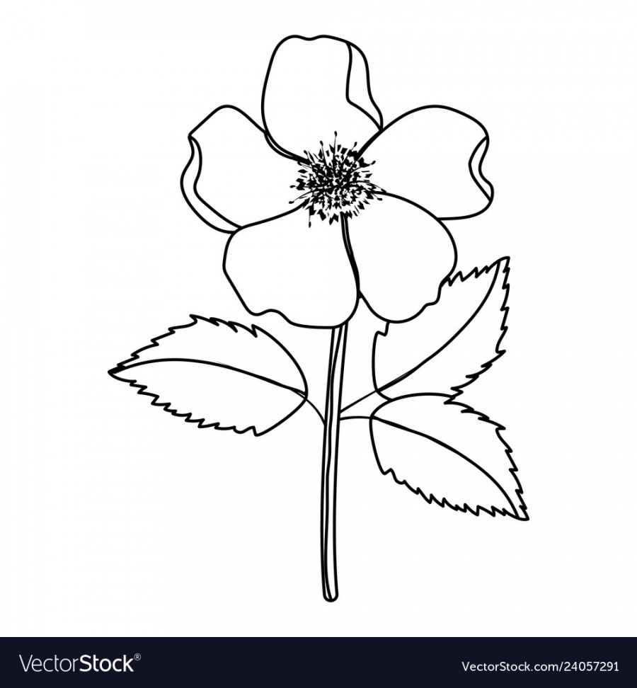 Flower with leaves drawing Royalty Free Vector Image