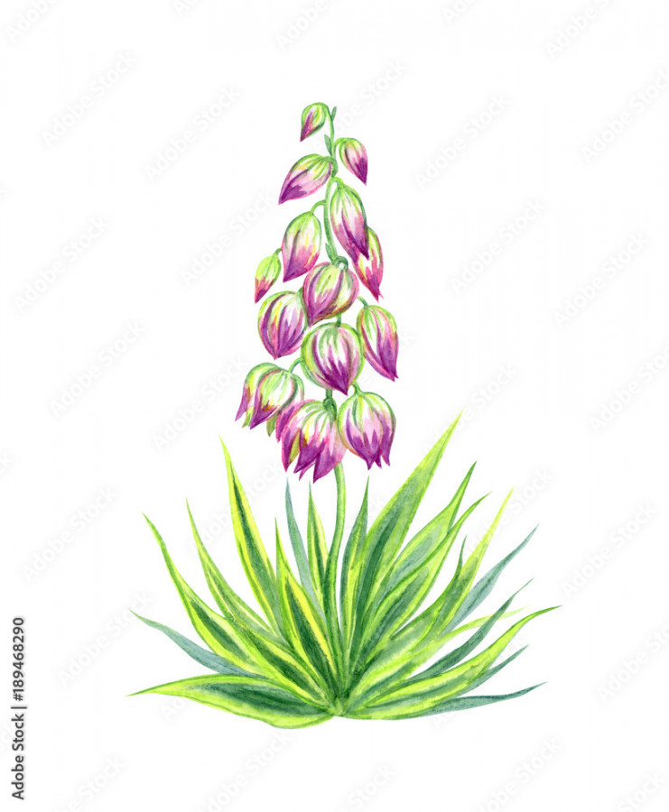 Flowering yucca plant, watercolor drawing on white background