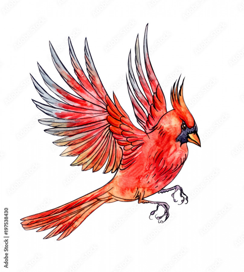 Flying bird Cardinal, hand drawing, sketch